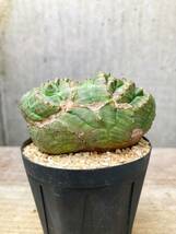 Euphorbia obesa F139【綴化・モンスト】ユーフォルビア オベサ_画像2