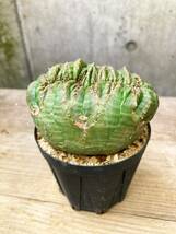 Euphorbia obesa F139【綴化・モンスト】ユーフォルビア オベサ_画像9