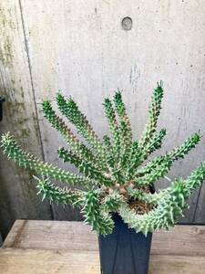 Euphorbia tuberculata F47【美株】ユーフォルビア ツベルクラータ