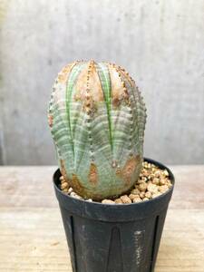 Euphorbia obesa F145ユーフォルビア オベサ