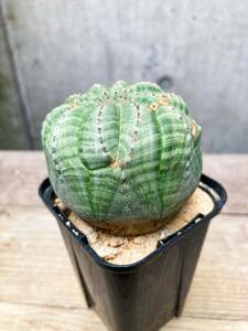 Euphorbia obesa F149【モンスト】ユーフォルビア オベサ