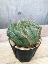 Euphorbia obesa F150【綴化・モンスト】ユーフォルビア オベサ_画像1