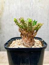 Euphorbia atroviridis F152 ユーフォルビア アトロビリディス_画像3