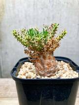 Euphorbia atroviridis F152 ユーフォルビア アトロビリディス_画像2