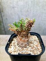 Euphorbia atroviridis F152 ユーフォルビア アトロビリディス_画像8
