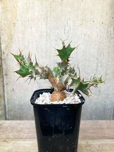 Euphorbia tortirama E160【良型】 ユーフォルビア トルチラマ