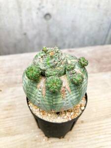 Euphorbia obesa F170[mon -stroke *. blow ] You fo ruby blue besa