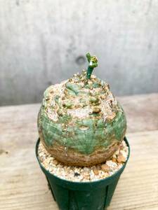 Euphorbia obesa F171[mon -stroke ] You fo ruby blue besa