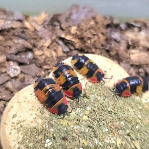 5匹+α 　トリカラー　メルラネラ　　成体　ダンゴムシ　ワラジムシ　ワラダン　merulanella sp.tricolor