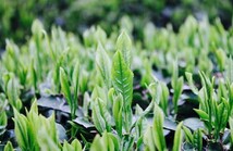 抹茶入り粉末煎茶１ｋｇ【もて茶って】無添加　粉末茶　緑茶　煎茶_画像5