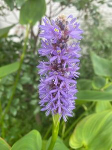 ポンテデリアコルダータ 1株 水生植物 ビオトープ 水草 宿根草 めだか