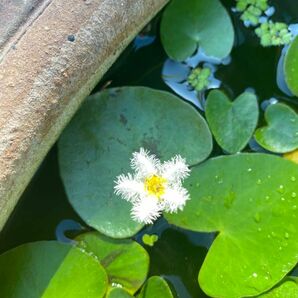 ガガブタ3株 水生植物 ビオトープ 浮草 めだか 水槽 水草 宿根 白花 浮葉