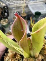 Heliamphora ceracea x hispida ヘリアンフォラ セラセア ヒスピダ 食虫植物_画像1