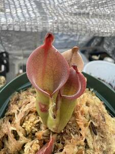 Heliamphora huberi Amuri Tepui AW ヘリアンフォラ 食虫植物