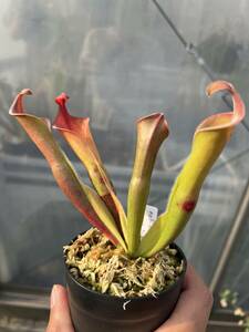 Heliamphora neblinae Cerro Neblina BCP ヘリアンフォラ ネブリナエ 食虫植物