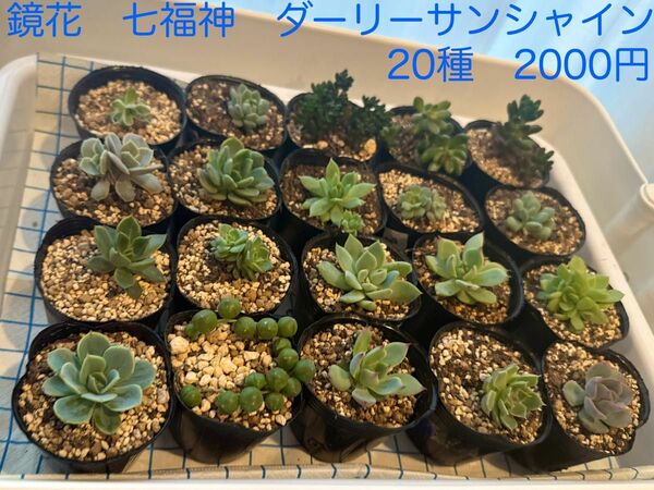 多肉セット　多肉植物　多肉寄せ植え　鏡花　七福神　ダーリーサンシャイン 