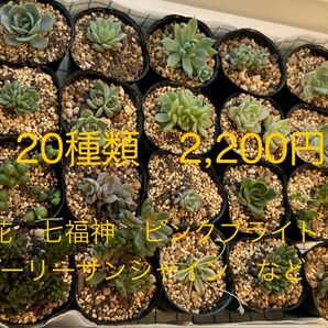 多肉セット　多肉植物　多肉寄せ植え　七福神　鏡花