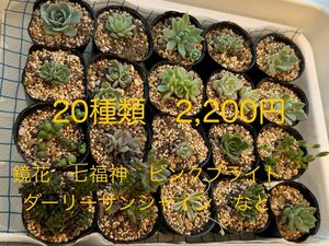 多肉セット　多肉植物　多肉寄せ植え　七福神　鏡花