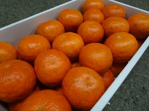 se Minaux ru* Wakayama prefecture Tamura production *34 sphere entering * orange 