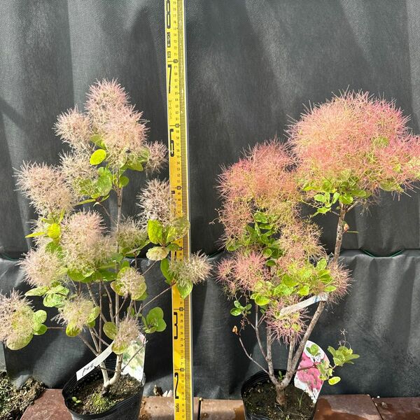 PW4スモークツリー白、桃花 接木高さ70cm鉢物大苗2品種セット