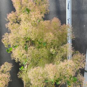 NW3スモークツリー白花接木高さ150cm9号角鉢 大苗マロンホワイト