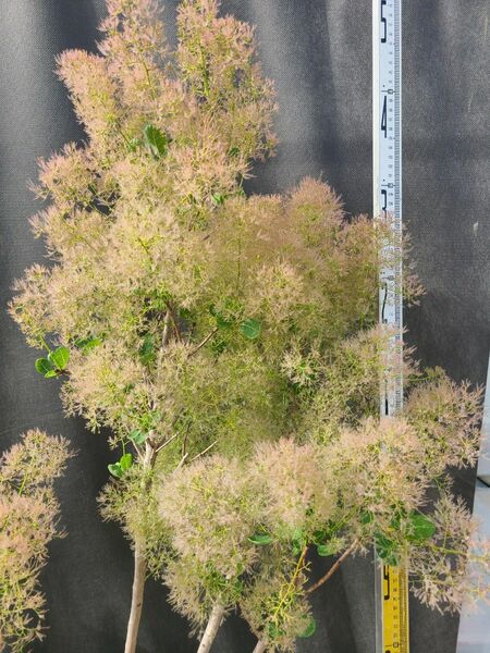 NW2スモークツリー白花接木高さ150cm9号角鉢 大苗マロンホワイト