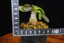 3 パキポディウム　ウィンゾリー　Windsorii コーデックス　良型　塊根植物　実生1_画像5