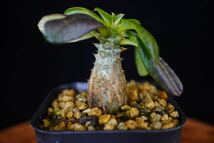 3 パキポディウム　ウィンゾリー　Windsorii コーデックス　良型　塊根植物　実生1_画像1
