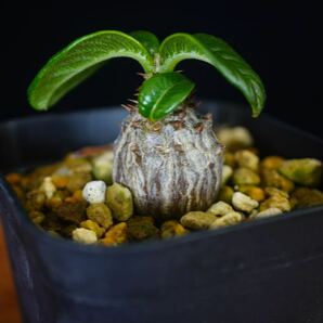 4 パキポディウム ウィンゾリー Windsorii コーデックス 良型 塊根植物 実生1の画像2