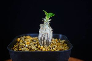 1 パキポディウム　ウィンゾリー　Windsorii コーデックス　良型　塊根植物　実生1