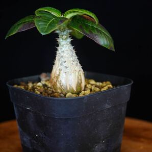 6 パキポディウム ウィンゾリー Windsorii コーデックス 良型 塊根植物 実生1の画像3