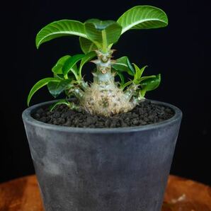 7 パキポディウム ウィンゾリー Windsorii コーデックス 良型 塊根植物 実生1の画像4