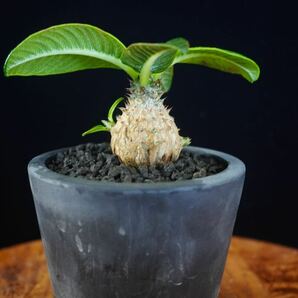 8 パキポディウム ウィンゾリー Windsorii コーデックス 良型 塊根植物 実生1の画像1