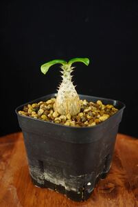 5パキポディウム　ウィンゾリー　Windsorii コーデックス　良型　塊根植物　実生1