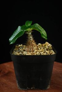 2パキポディウム　ウィンゾリー　Windsorii コーデックス　良型　塊根植物　実生1