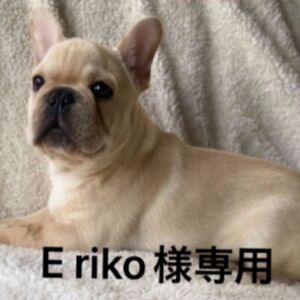 E riko様専用　ロイヤルカナンフレンチブルドッグ 