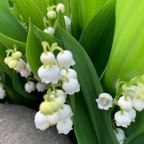 ドイツスズラン　抜き苗　７本 