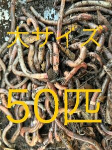 5月29日発送！　天然採集　ドバミミズ　大サイズ　太い　50匹　約12〜16cm 