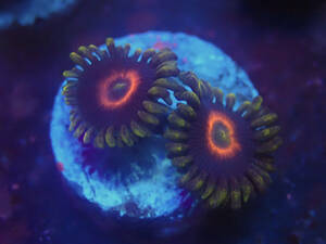 ☆USA☆ Jawbreaker Zoa 2Polyp サンゴ マメスナ 