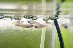 【アクアリウムのある暮らし】(淡水魚) パールダニオ 10匹 サンプル画像 小型魚 熱帯魚 水草