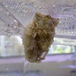 【アクアリウムのある暮らし】(海水魚)ウデナガカクレダコ 個体販売 海水生物 タコ オクトパス サンゴの画像4