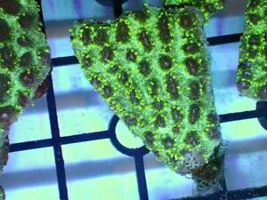 [ aquarium. exist living ]( coral ) wart coral SP. metallic green No.37 individual sale LPS hard coral saltwater fish 