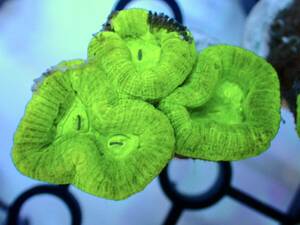 [ aquarium. exist living ]( coral ) candy - coral metallic green No.43 individual sale LPS hard coral saltwater fish ta spring coral 