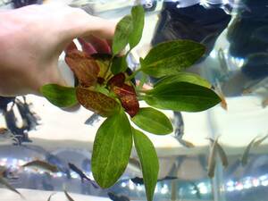 【アクアリウムのある暮らし】(水草) エキノドルス レッドフレイム 1POT サンプル画像 熱帯魚 淡水魚