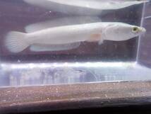 【アクアリウムのある暮らし】(取寄)(淡水魚)プラチナカムルチー ±10-14cm 1匹 サンプル画像 大型魚 熱帯魚_画像1