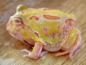 [ aquarium. exist living ]( amphibia / frog ) Clan well tsunoga L apricot yellow No.3 individual sale tropical fish 