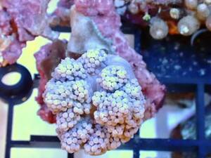 [ аквариум. есть жизнь ]( коралл ) Ishigakijima производство кожа черновой satosakaNo.2 особь распродажа морская рыба soft коралл 