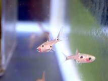 【アクアリウムのある暮らし】(取寄)(淡水魚) ボララス マキュラータ 30匹 サンプル画像 小型魚 熱帯魚 水草_画像2