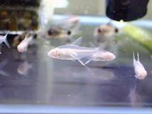 【アクアリウムのある暮らし】(淡水魚) アルビノレモンテトラ 5匹 サンプル画像 小型魚 熱帯魚 水草_画像1