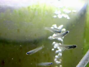 【アクアリウムのある暮らし】(淡水魚) アフリカンランプアイ 5匹 サンプル画像 小型魚 熱帯魚 水草